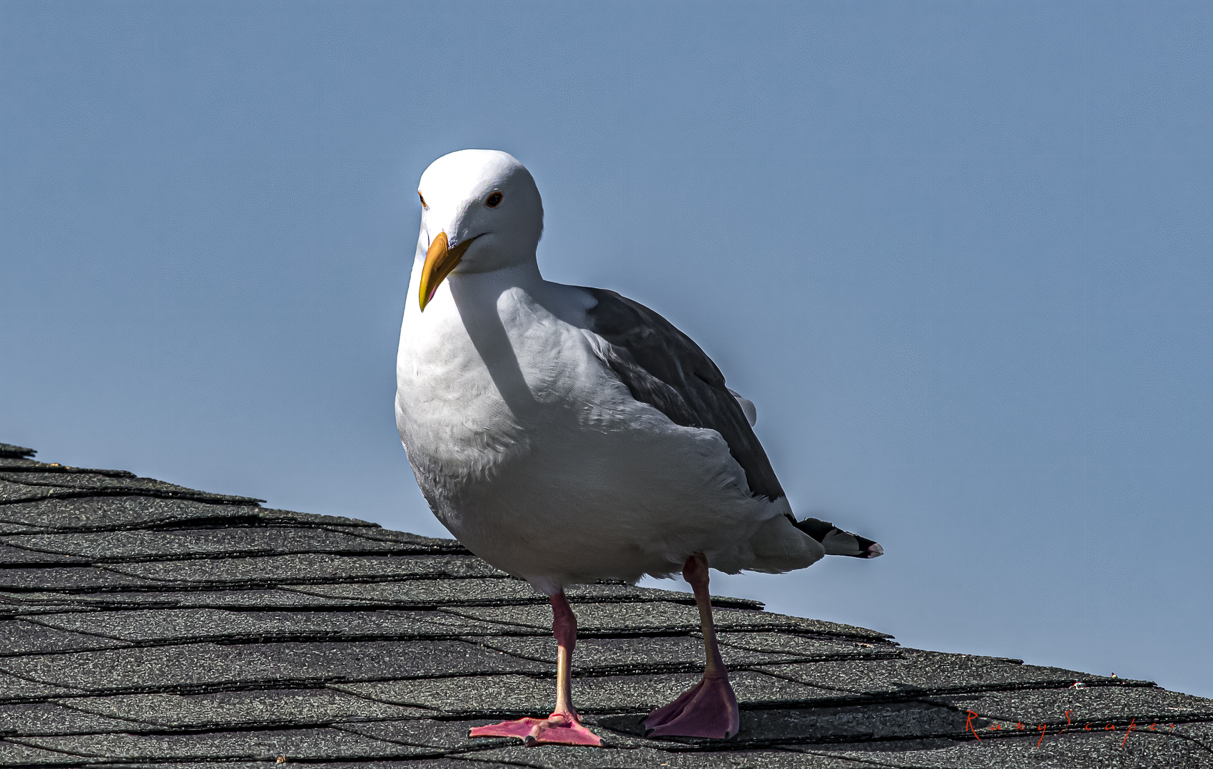 random image
